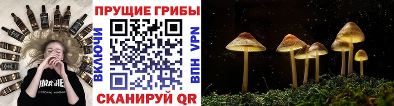 как найти   Карасук  МЕГА ONION  Галлюциногенные грибы Psilocybine cubensis 